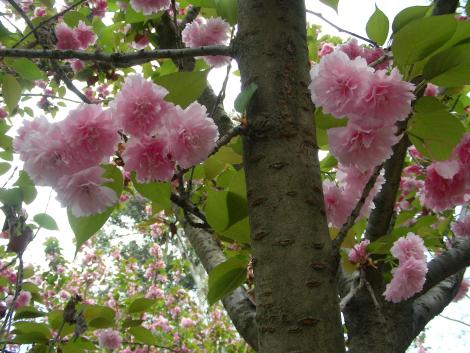 DSCN2403.jpg