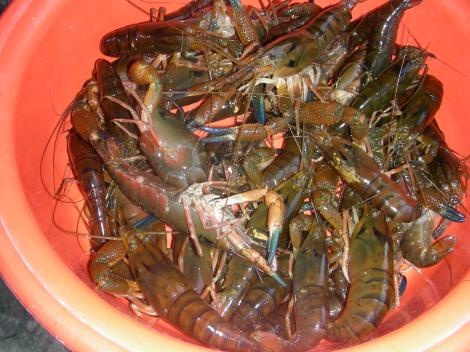 Camarones de río Limarí