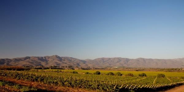 Vi_edo_Quebrada_Seca_-_Marques_de_Casa_Concha_Chardonnay.jpg