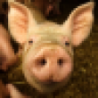 Imagen de frédéric